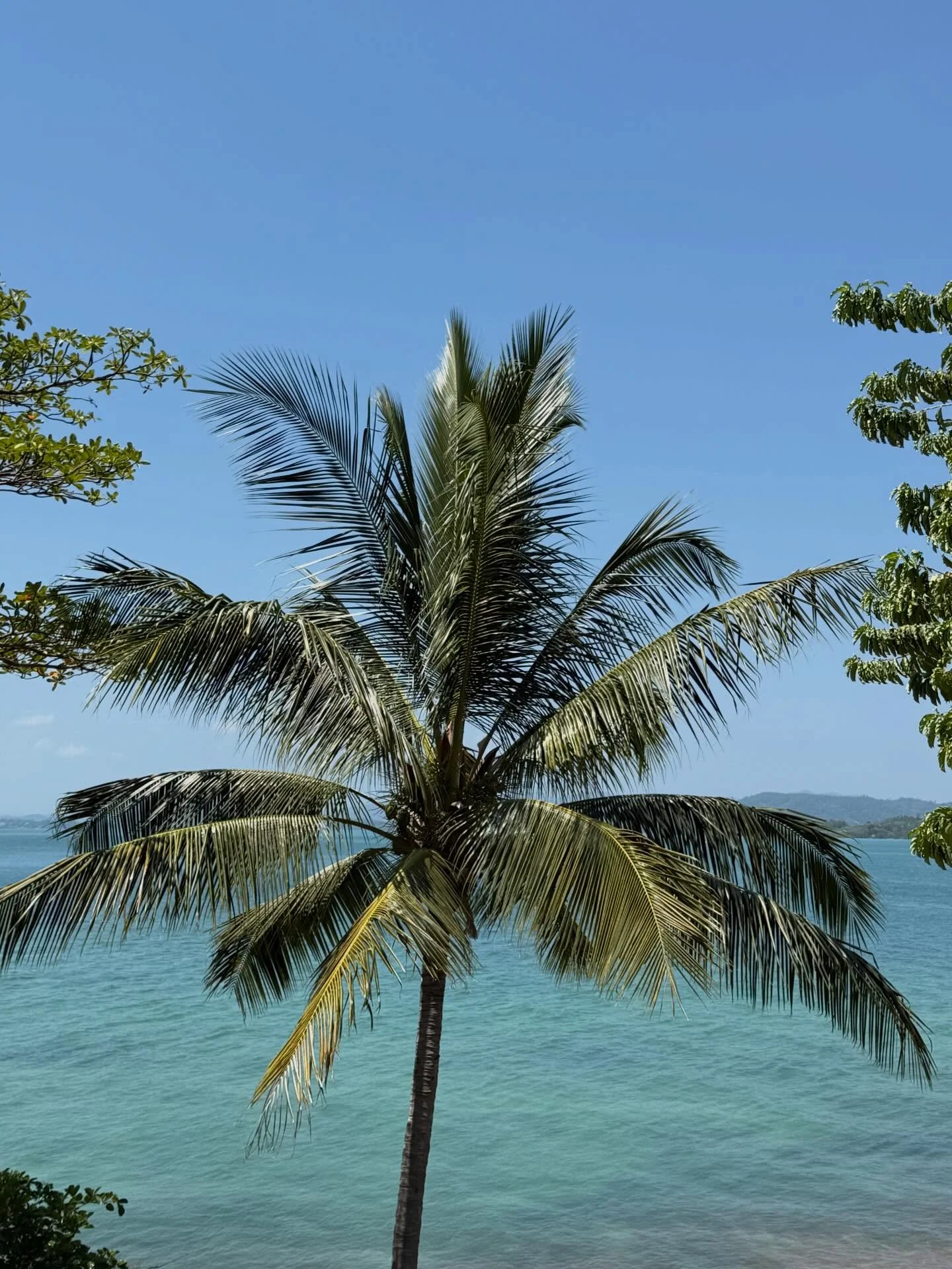 Photo by Amanda Obdam on March 17, 2026. May be an image of palm trees and text.