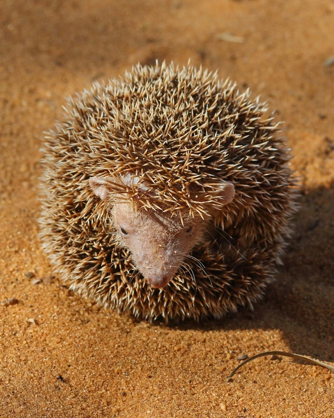 A photo of a lesser Madagascar hedgehog tenrec  enrolled into a ball. The animal is grayish in color, with white spikes on its back and a long snout.