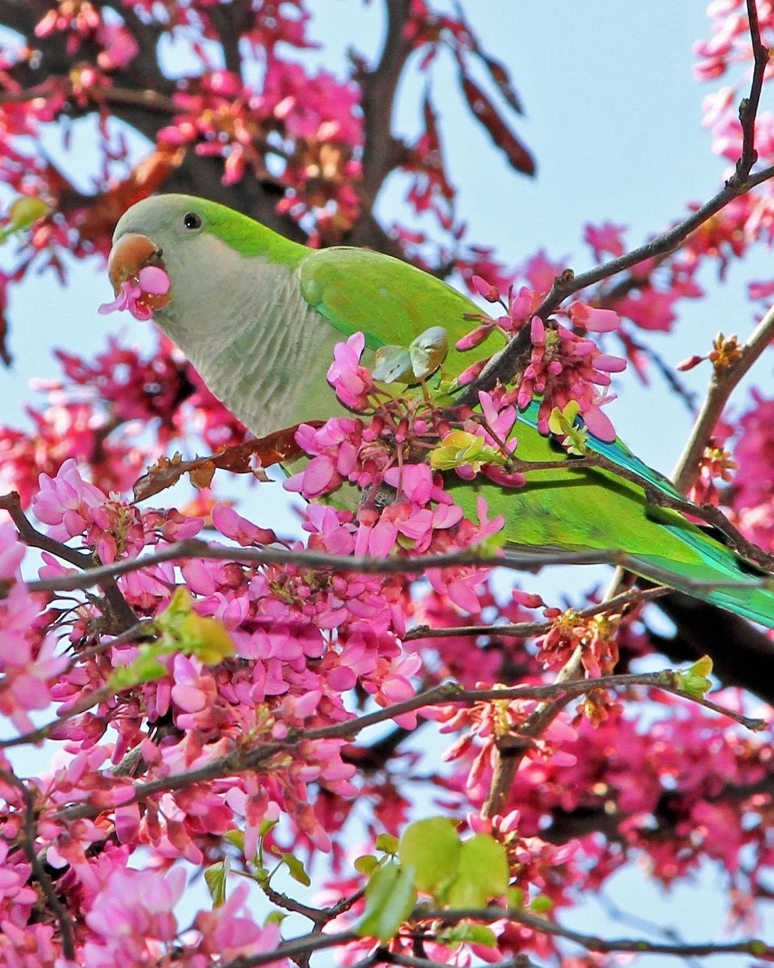 A photo of a Monk Parakeet surrounded by blooming pink foliage. The parakeet is small, green in color, and has a blossom in its hooked beak.
