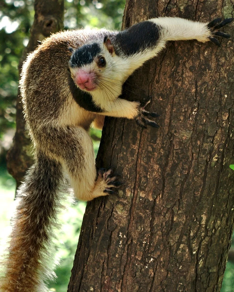 A photo of a Sri Lankan giant squirrel on a tree. The animal has a pink snout, pale fur at its underbelly, and darker fur on its back.