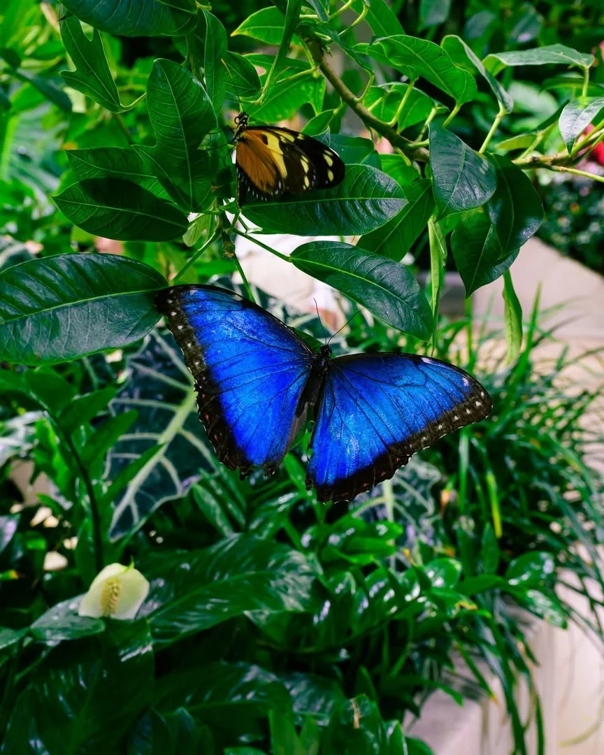 A photo of a Blue Morpho sitting on vegetation. The butterfly is brilliant blue in color.