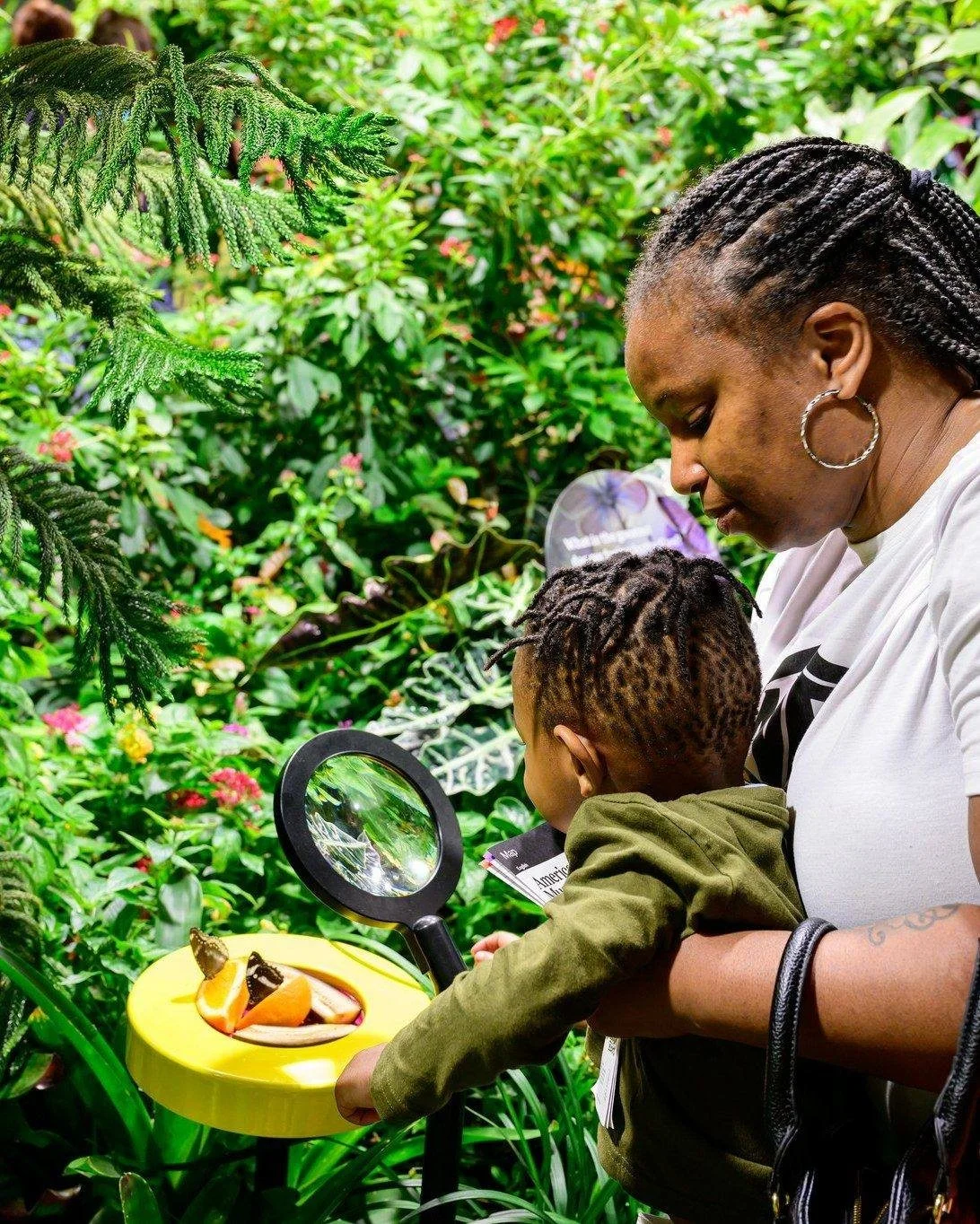A photo of an adult and child gazing at butterflies feeding on orange slices.