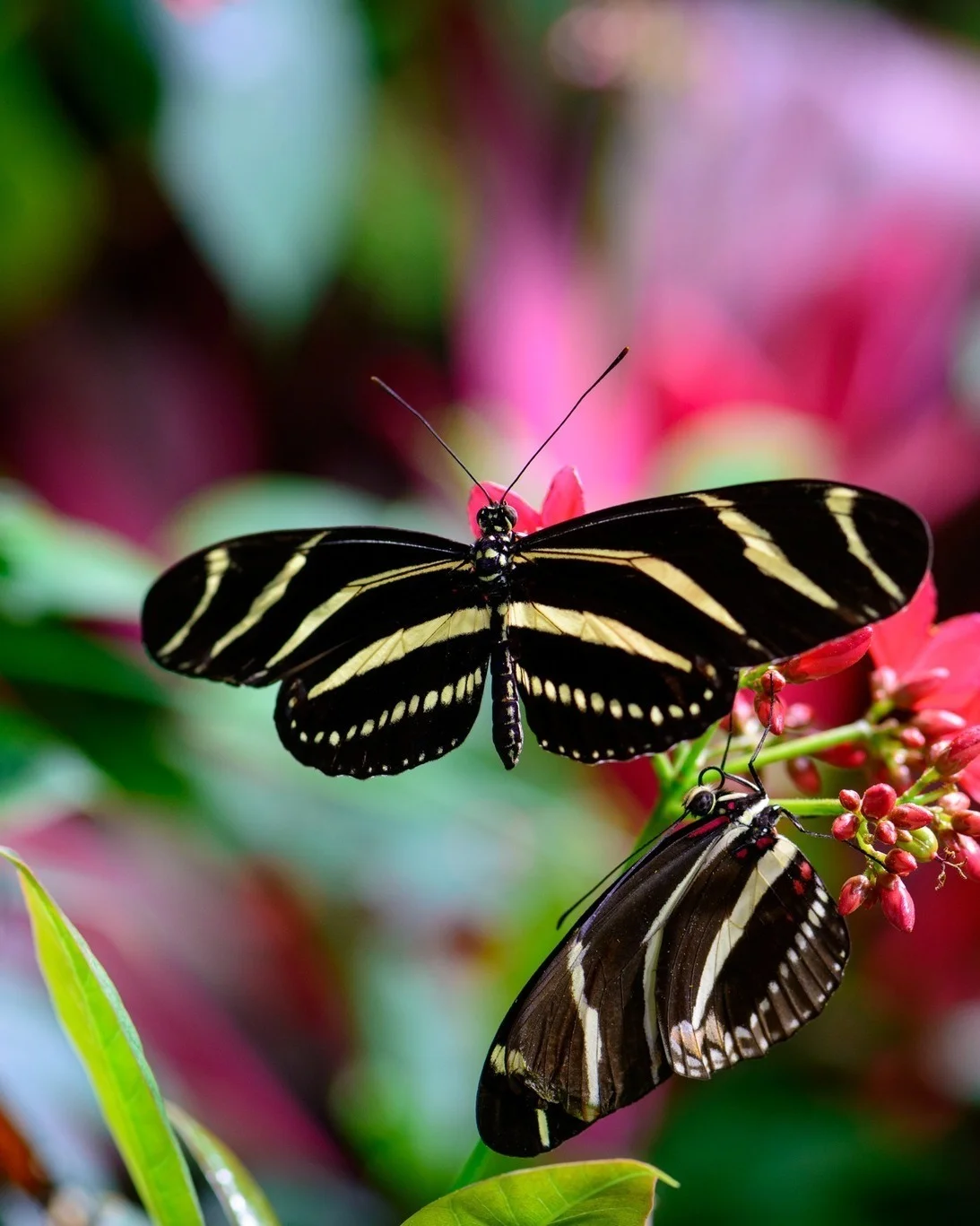 A photo of a Zebra Longwing butterfly. The animal is black with pale stripes.