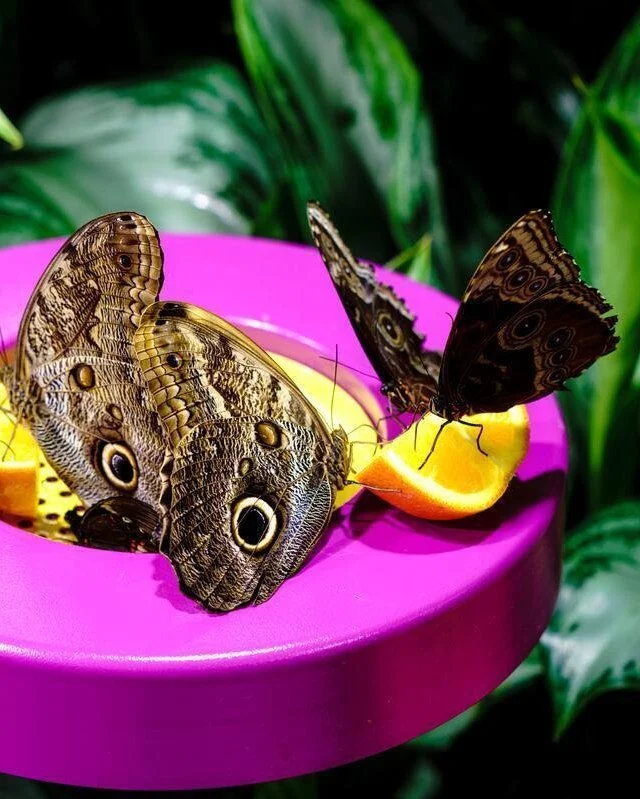 A photo of Forest Giant Owl butterflies feeding on orange slices. The butterflies have a tan dappled coloration with large eye spots that resemble the eyes of an owl.