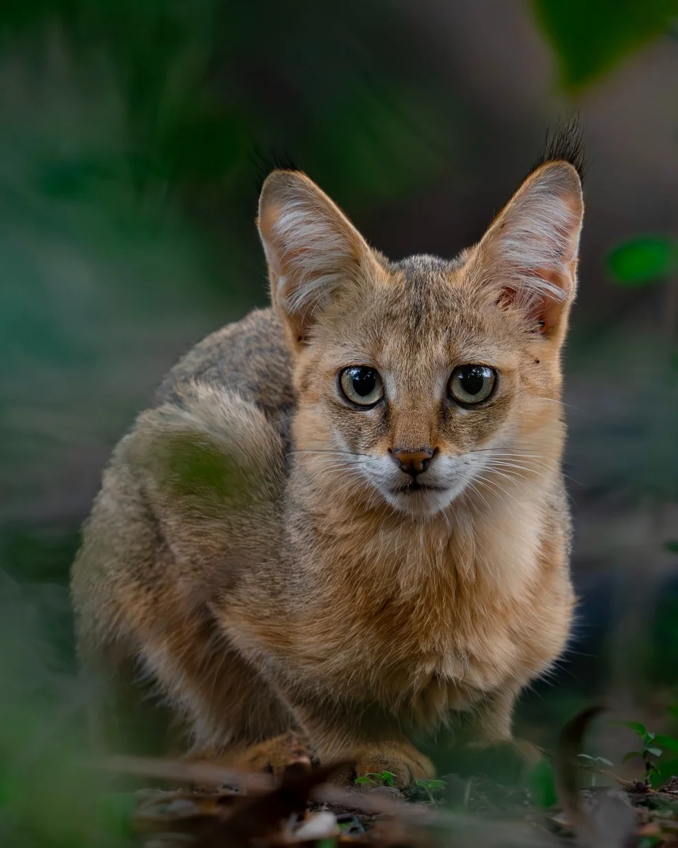 A photo of a jungle cat crouched among foliage. The cat is tan in color with light-colored eyes. It has large ears.