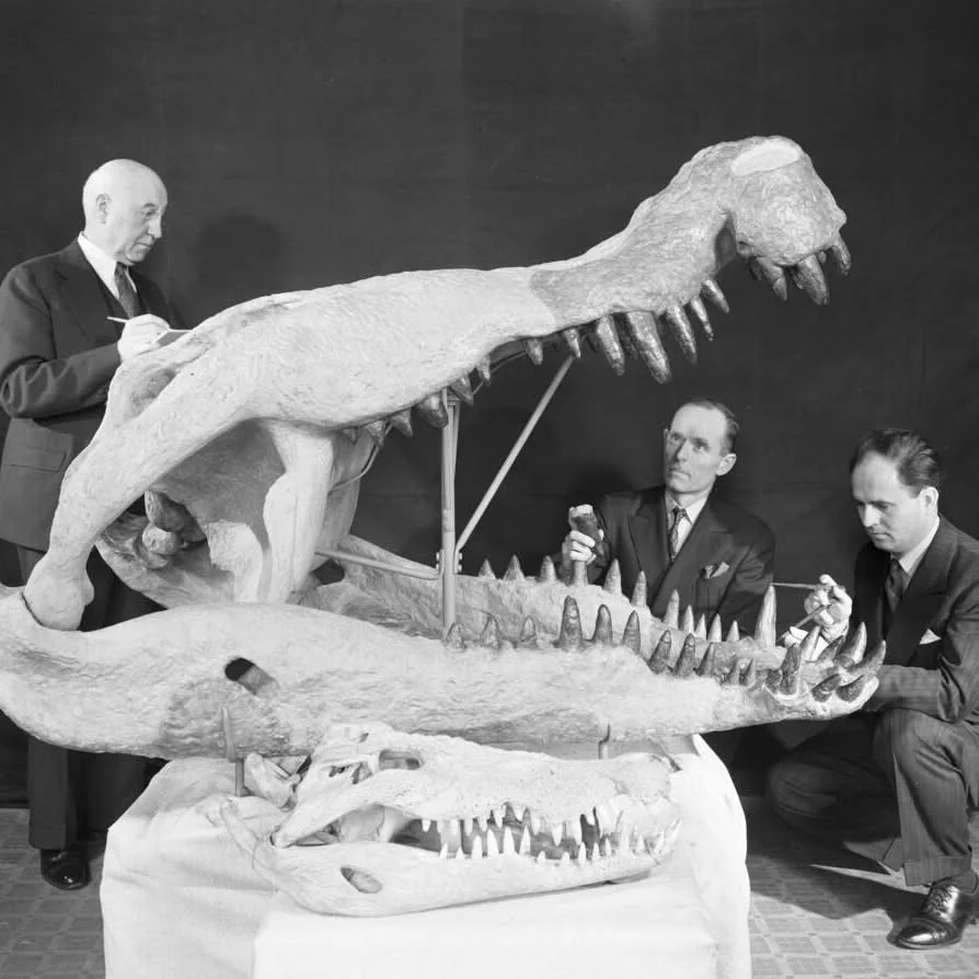 A photo of Museum in preparators near the skulls of Deinosuchus and a modern crocodile. Deinosuchus’ skull is much larger, highlighting the animal’s massive size.