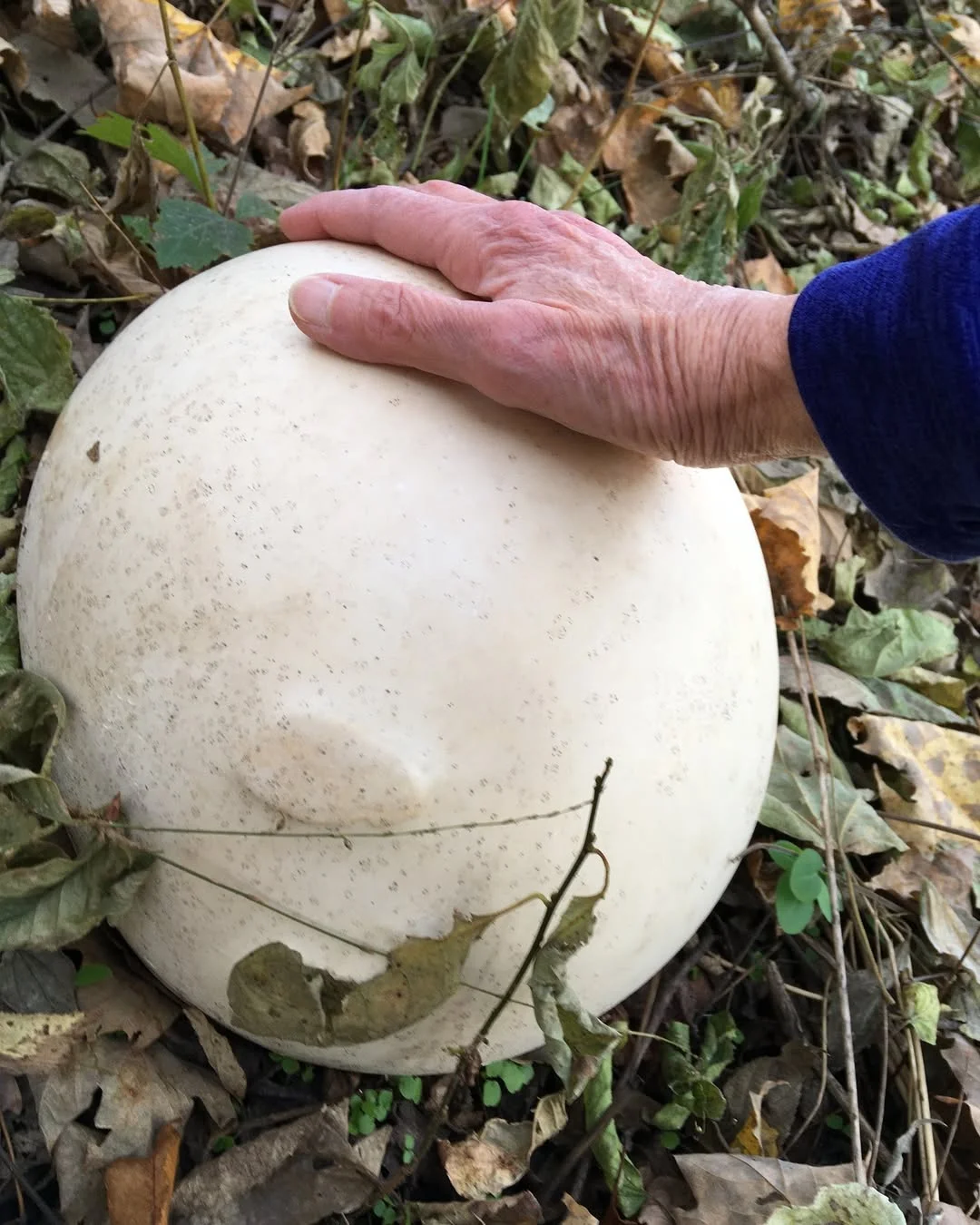 A photo of a human hand touching a giant puffball. The mushroom is huge, round, and white, and resembles a lump of mozzarella cheese.