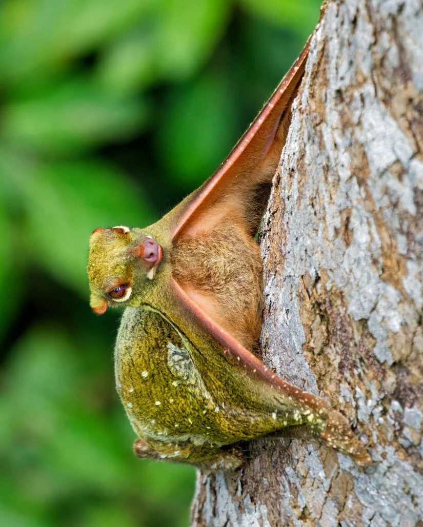 A photo of a Colugo clinging to a tree. The animal is greenish in color with large eyes, small ears, and noticeable wing-like flaps of skin extending from its hands to its body.