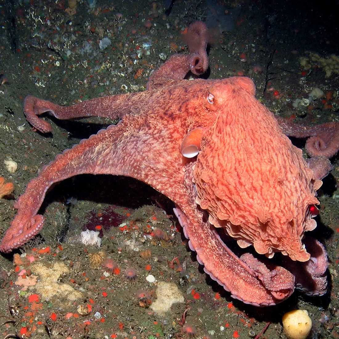 A photo of a giant Pacific octopus. The animal is pinkish red in color.