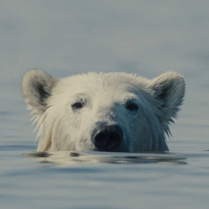 A photo of a polar bear emerging from water. Its eyes, snout, and ears are visible.
