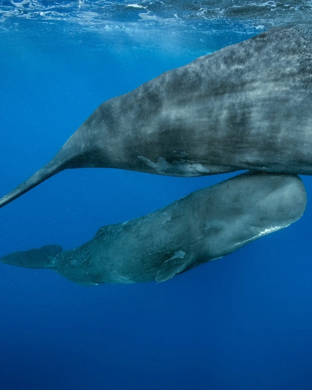 A photo of a sperm whale baby swimming beside an adult whale's tail.
