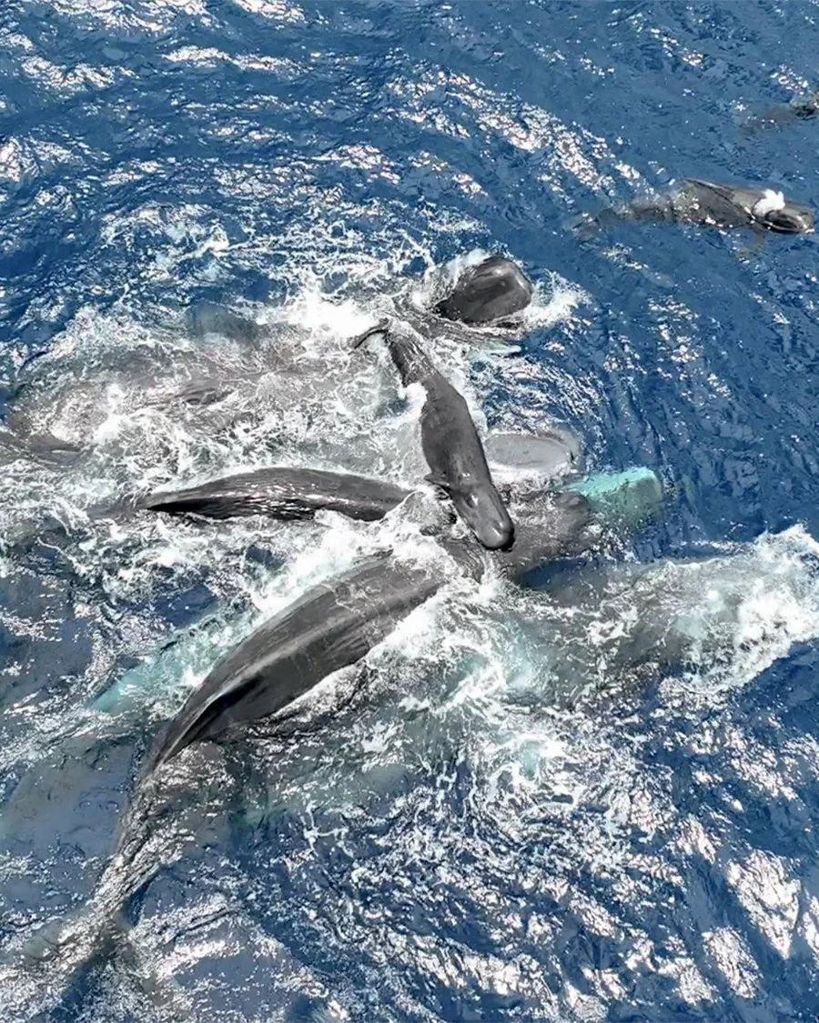 A photo of sperm whales lifting a baby above the surface of the water.
