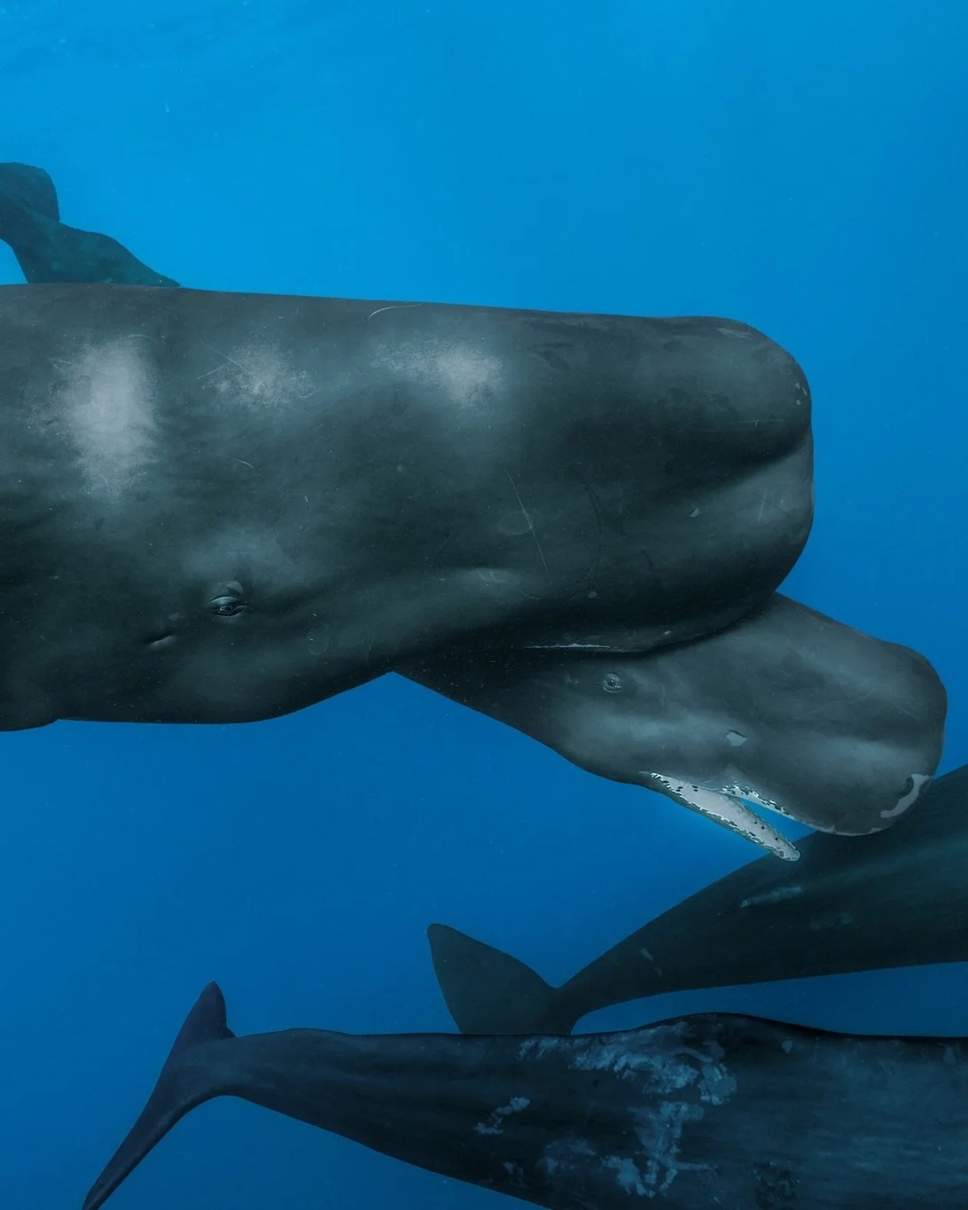 A close-up photo of a baby whale and an adult, with the tails of other individuals visible nearby.